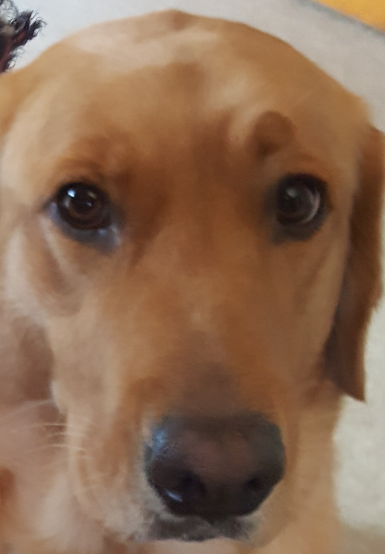 Gracie at age 3 — those soulful eyes already unmistakable