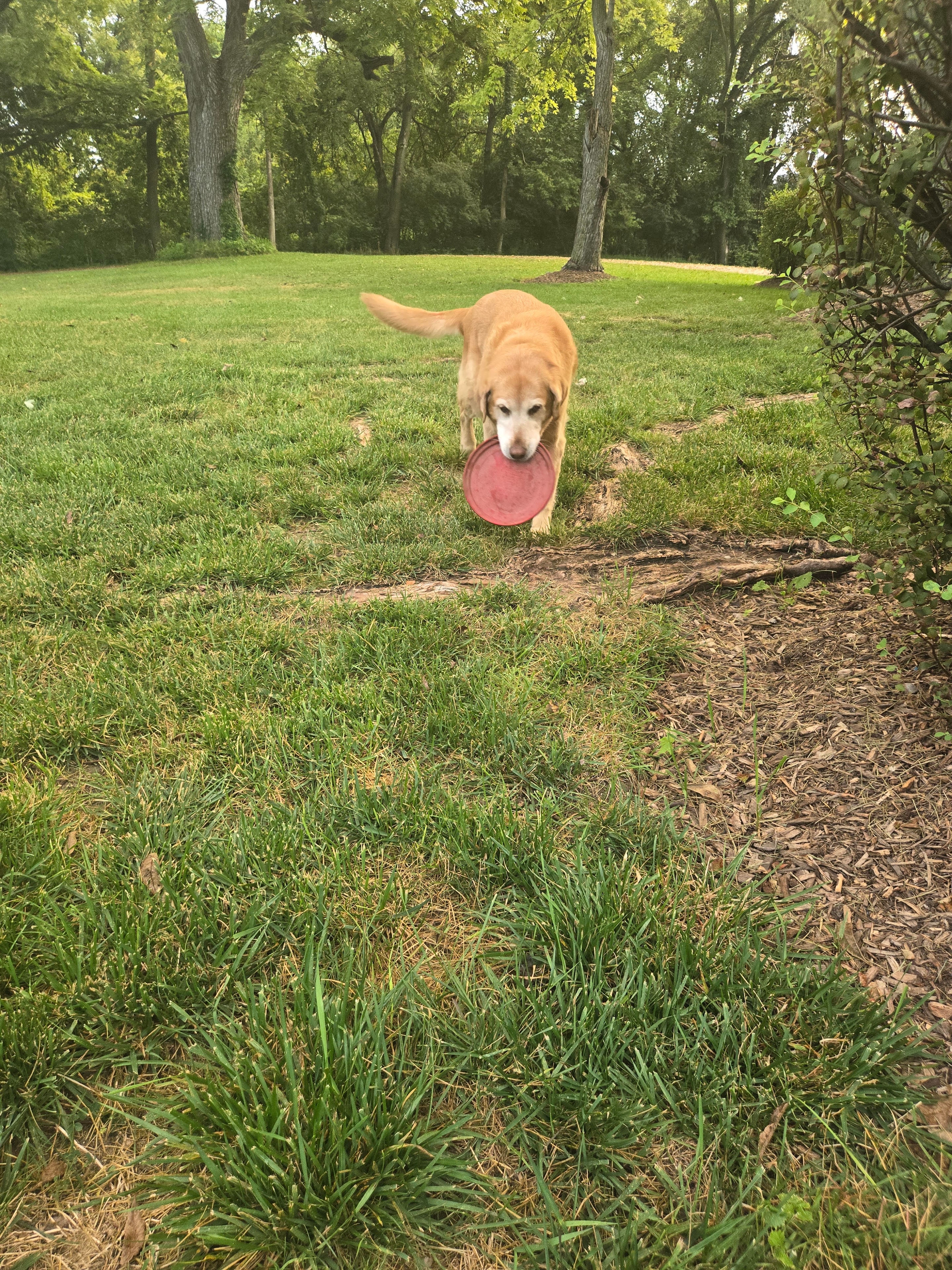 Gracie at 12, walking proudly across the yard with her red Frisbee in her mouth