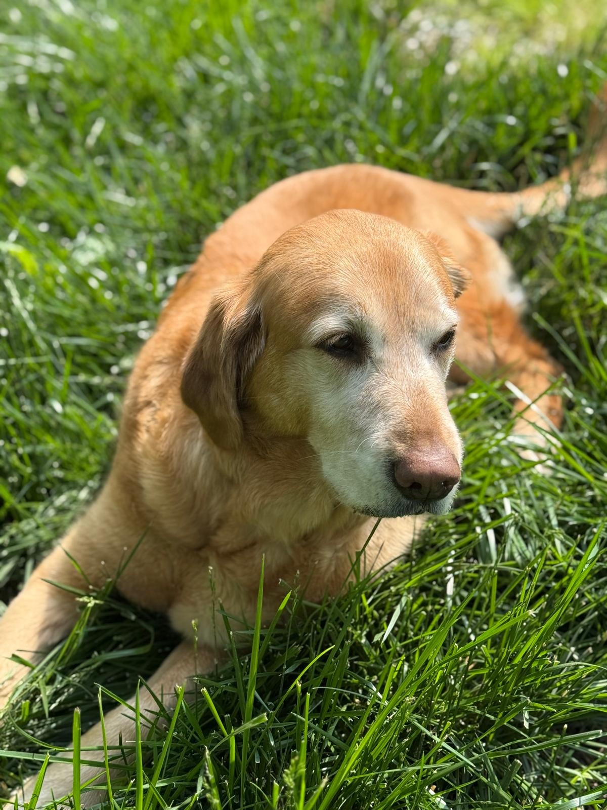 Gracie — the real golden retriever whose spirit helped inspire Dog