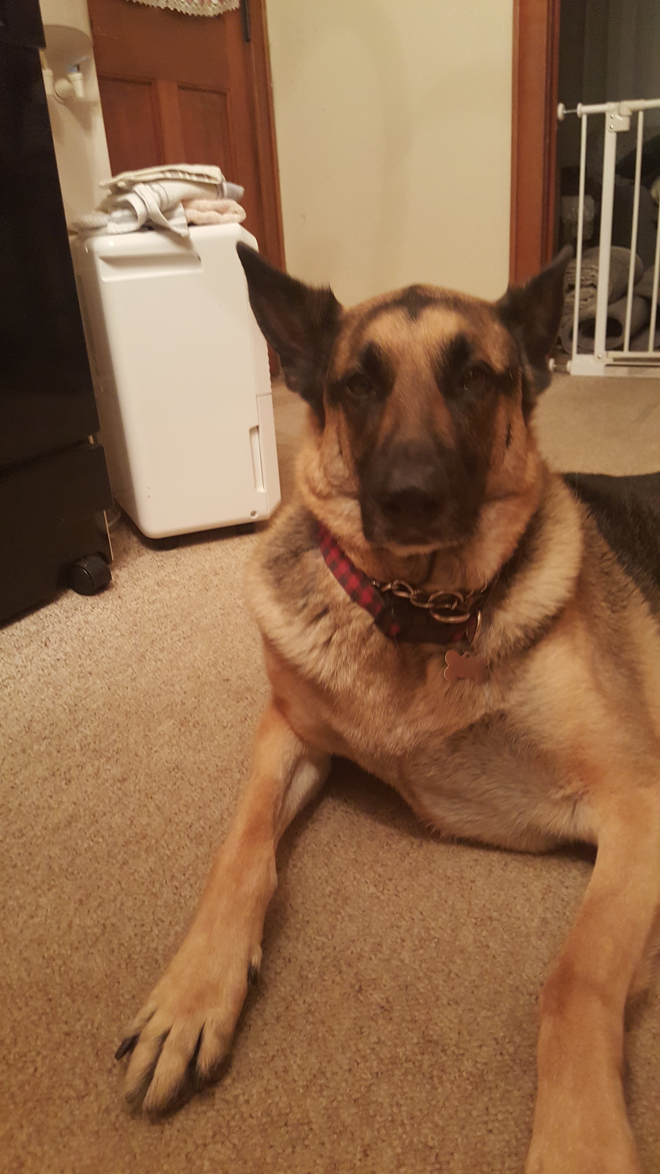 Rocky, aka Big Bear the Gentle Giant — loyal, gentle, loved by everyone
