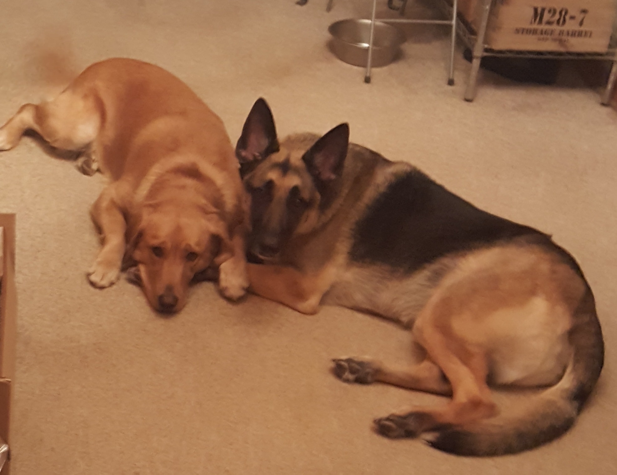 Rocky and Gracie together on the couch — with the red heart Jerry drew around them