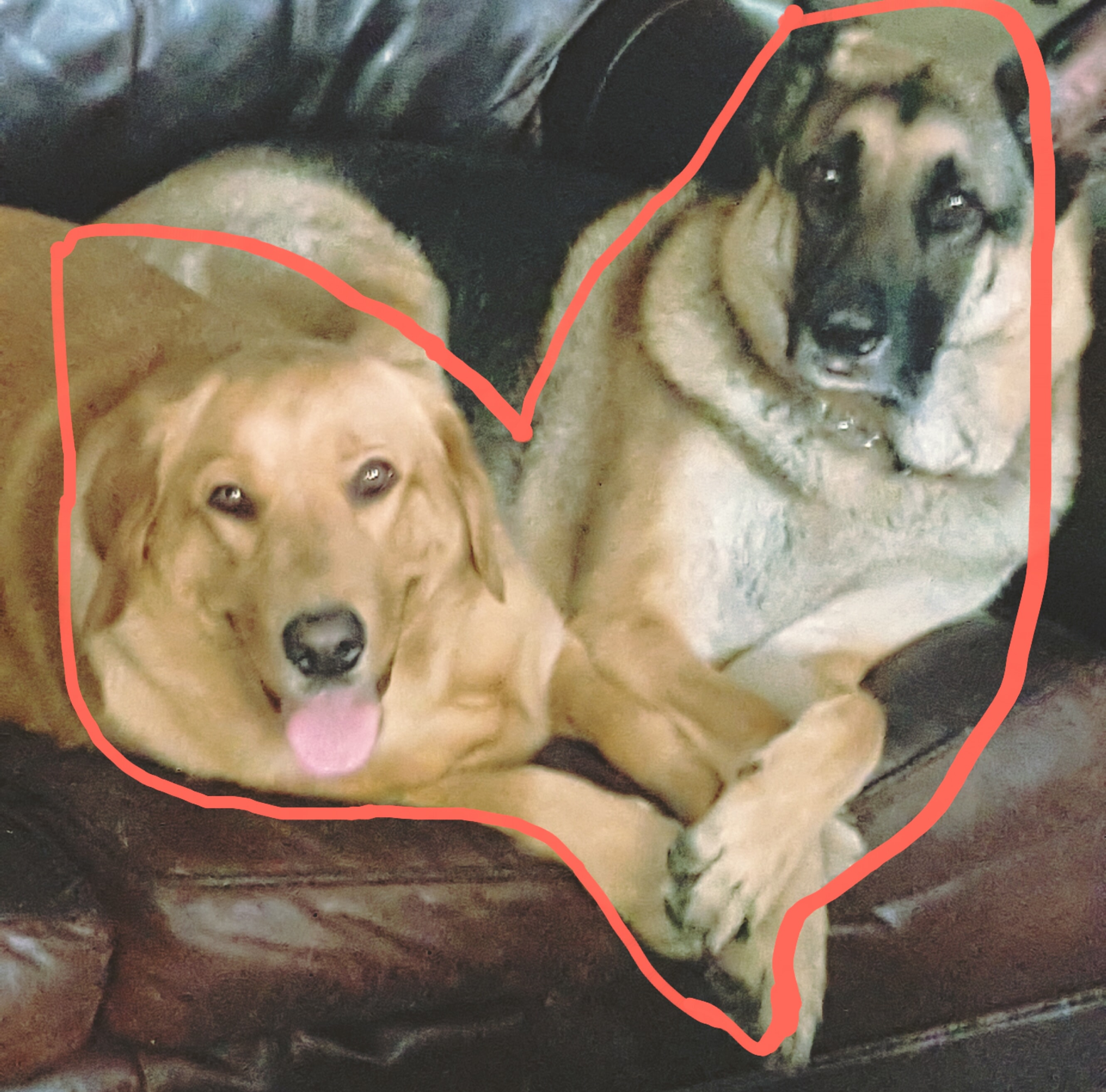 Rocky and Gracie together — two souls who shaped everything
